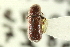  (Cnesinus cornutus - CNC COLEO 00138170)  @11 [ ] CreativeCommons - Attribution (2012) CNC/CBG Photography Group Centre for Biodiversity Genomics