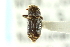  (Botherosternini - CNC COLEO 00138171)  @14 [ ] CreativeCommons - Attribution (2012) CNC/CBG Photography Group Centre for Biodiversity Genomics
