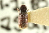 ( - CNC COLEO 00138176)  @11 [ ] CreativeCommons - Attribution (2012) CNC/CBG Photography Group Centre for Biodiversity Genomics