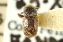  ( - CNC COLEO 00138177)  @11 [ ] CreativeCommons - Attribution (2012) CNC/CBG Photography Group Centre for Biodiversity Genomics