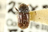  (Cnesinus noguerae - CNC COLEO 00138178)  @11 [ ] CreativeCommons - Attribution (2012) CNC/CBG Photography Group Centre for Biodiversity Genomics