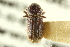  ( - CNC COLEO 00138181)  @11 [ ] CreativeCommons - Attribution (2012) CNC/CBG Photography Group Centre for Biodiversity Genomics