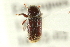  (Cnesinus parvicornis - CNC COLEO 00138182)  @13 [ ] CreativeCommons - Attribution (2012) CNC/CBG Photography Group Centre for Biodiversity Genomics