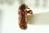  ( - CNC COLEO 00138188)  @12 [ ] CreativeCommons - Attribution (2012) CNC/CBG Photography Group Centre for Biodiversity Genomics