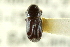  ( - CNC COLEO 00138199)  @11 [ ] CreativeCommons - Attribution (2012) CNC/CBG Photography Group Centre for Biodiversity Genomics