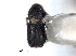  ( - CNC COLEO 00138206)  @11 [ ] CreativeCommons - Attribution (2012) CNC/CBG Photography Group Centre for Biodiversity Genomics