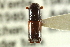  (Amphicranus melanura - CNC COLEO 00138216)  @11 [ ] CreativeCommons - Attribution (2012) CNC/CBG Photography Group Centre for Biodiversity Genomics