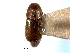  ( - CNC COLEO 00138221)  @11 [ ] CreativeCommons - Attribution (2012) CNC/CBG Photography Group Centre for Biodiversity Genomics