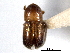  (Corthyloxiphus aztecus - CNC COLEO 00138222)  @11 [ ] CreativeCommons - Attribution (2012) CNC/CBG Photography Group Centre for Biodiversity Genomics