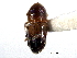  ( - CNC COLEO 00138224)  @11 [ ] CreativeCommons - Attribution (2012) CNC/CBG Photography Group Centre for Biodiversity Genomics