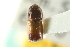  ( - CNC COLEO 00138251)  @11 [ ] CreativeCommons - Attribution (2012) CNC/CBG Photography Group Centre for Biodiversity Genomics