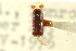 ( - CNC COLEO 00138257)  @11 [ ] CreativeCommons - Attribution (2012) CNC/CBG Photography Group Centre for Biodiversity Genomics
