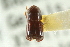  ( - CNC COLEO 00138260)  @11 [ ] CreativeCommons - Attribution (2012) CNC/CBG Photography Group Centre for Biodiversity Genomics