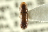  ( - CNC COLEO 00138296)  @11 [ ] CreativeCommons - Attribution (2012) CNC/CBG Photography Group Centre for Biodiversity Genomics