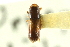  ( - CNC COLEO 00138304)  @11 [ ] CreativeCommons - Attribution (2012) CNC/CBG Photography Group Centre for Biodiversity Genomics