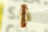  (Microcorthylus - CNC COLEO 00138332)  @11 [ ] CreativeCommons - Attribution (2012) CNC/CBG Photography Group Centre for Biodiversity Genomics