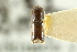  ( - CNC COLEO 00138336)  @11 [ ] CreativeCommons - Attribution (2012) CNC/CBG Photography Group Centre for Biodiversity Genomics