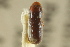  (Araptus frontis - CNC COLEO 00138367)  @11 [ ] CreativeCommons - Attribution (2012) CNC/CBG Photography Group Centre for Biodiversity Genomics