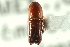  ( - CNC COLEO 00138378)  @11 [ ] CreativeCommons - Attribution (2012) CNC/CBG Photography Group Centre for Biodiversity Genomics