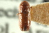  (Araptus laudatus - CNC COLEO 00138386)  @11 [ ] CreativeCommons - Attribution (2012) CNC/CBG Photography Group Centre for Biodiversity Genomics