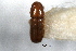  (Araptus leptus - CNC COLEO 00138391)  @11 [ ] CreativeCommons - Attribution (2012) CNC/CBG Photography Group Centre for Biodiversity Genomics