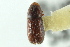  (Araptus sparsepunctatus - CNC COLEO 00138394)  @11 [ ] CreativeCommons - Attribution (2012) CNC/CBG Photography Group Centre for Biodiversity Genomics
