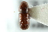  ( - CNC COLEO 00138397)  @11 [ ] CreativeCommons - Attribution (2012) CNC/CBG Photography Group Centre for Biodiversity Genomics