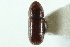  ( - CNC COLEO 00138399)  @11 [ ] CreativeCommons - Attribution (2012) CNC/CBG Photography Group Centre for Biodiversity Genomics