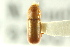  (Pityoborus frontalis - CNC COLEO 00138412)  @11 [ ] CreativeCommons - Attribution (2012) CNC/CBG Photography Group Centre for Biodiversity Genomics