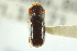  (Pityoborus rubentis - CNC COLEO 00138413)  @11 [ ] CreativeCommons - Attribution (2012) CNC/CBG Photography Group Centre for Biodiversity Genomics