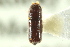  ( - CNC COLEO 00138424)  @12 [ ] CreativeCommons - Attribution (2012) CNC/CBG Photography Group Centre for Biodiversity Genomics