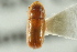  ( - CNC COLEO 00138430)  @11 [ ] CreativeCommons - Attribution (2012) CNC/CBG Photography Group Centre for Biodiversity Genomics