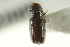  ( - CNC COLEO 00138431)  @11 [ ] CreativeCommons - Attribution (2012) CNC/CBG Photography Group Centre for Biodiversity Genomics