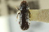  ( - CNC COLEO 00138432)  @11 [ ] CreativeCommons - Attribution (2012) CNC/CBG Photography Group Centre for Biodiversity Genomics