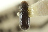  ( - CNC COLEO 00138434)  @11 [ ] CreativeCommons - Attribution (2012) CNC/CBG Photography Group Centre for Biodiversity Genomics