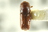  ( - CNC COLEO 00138435)  @11 [ ] CreativeCommons - Attribution (2012) CNC/CBG Photography Group Centre for Biodiversity Genomics