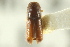  (Pityophthorus annectens - CNC COLEO 00138436)  @11 [ ] CreativeCommons - Attribution (2012) CNC/CBG Photography Group Centre for Biodiversity Genomics