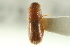  ( - CNC COLEO 00138438)  @11 [ ] CreativeCommons - Attribution (2012) CNC/CBG Photography Group Centre for Biodiversity Genomics