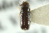  ( - CNC COLEO 00138439)  @11 [ ] CreativeCommons - Attribution (2012) CNC/CBG Photography Group Centre for Biodiversity Genomics