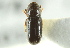  (Pityophthorus aquilus - CNC COLEO 00138441)  @13 [ ] CreativeCommons - Attribution (2012) CNC/CBG Photography Group Centre for Biodiversity Genomics