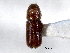  ( - CNC COLEO 00138443)  @11 [ ] CreativeCommons - Attribution (2012) CNC/CBG Photography Group Centre for Biodiversity Genomics