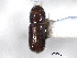  (Pityophthorus arcanus - CNC COLEO 00138445)  @12 [ ] CreativeCommons - Attribution (2012) CNC/CBG Photography Group Centre for Biodiversity Genomics