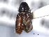  ( - CNC COLEO 00138449)  @11 [ ] CreativeCommons - Attribution (2012) CNC/CBG Photography Group Centre for Biodiversity Genomics