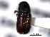  (Pityophthorus aztecus - CNC COLEO 00138450)  @11 [ ] CreativeCommons - Attribution (2012) CNC/CBG Photography Group Centre for Biodiversity Genomics
