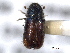  ( - CNC COLEO 00138451)  @11 [ ] CreativeCommons - Attribution (2012) CNC/CBG Photography Group Centre for Biodiversity Genomics