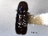  (Pityophthorus balsameus - CNC COLEO 00138456)  @12 [ ] CreativeCommons - Attribution (2012) CNC/CBG Photography Group Centre for Biodiversity Genomics