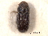  (Pityophthorus carniolicus - CNC COLEO 00138457)  @11 [ ] CreativeCommons - Attribution (2012) CNC/CBG Photography Group Centre for Biodiversity Genomics