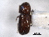  ( - CNC COLEO 00138460)  @11 [ ] CreativeCommons - Attribution (2012) CNC/CBG Photography Group Centre for Biodiversity Genomics