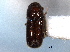  ( - CNC COLEO 00138461)  @11 [ ] CreativeCommons - Attribution (2012) CNC/CBG Photography Group Centre for Biodiversity Genomics