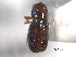  ( - CNC COLEO 00138463)  @12 [ ] CreativeCommons - Attribution (2012) CNC/CBG Photography Group Centre for Biodiversity Genomics